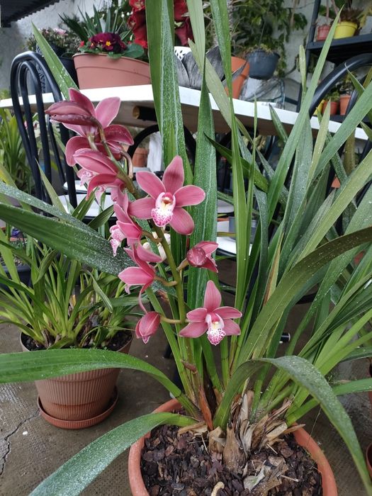 Vendo orquídeas de exterior