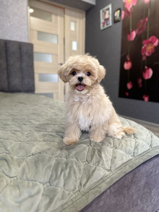 Міні хлопчик мальтіпу