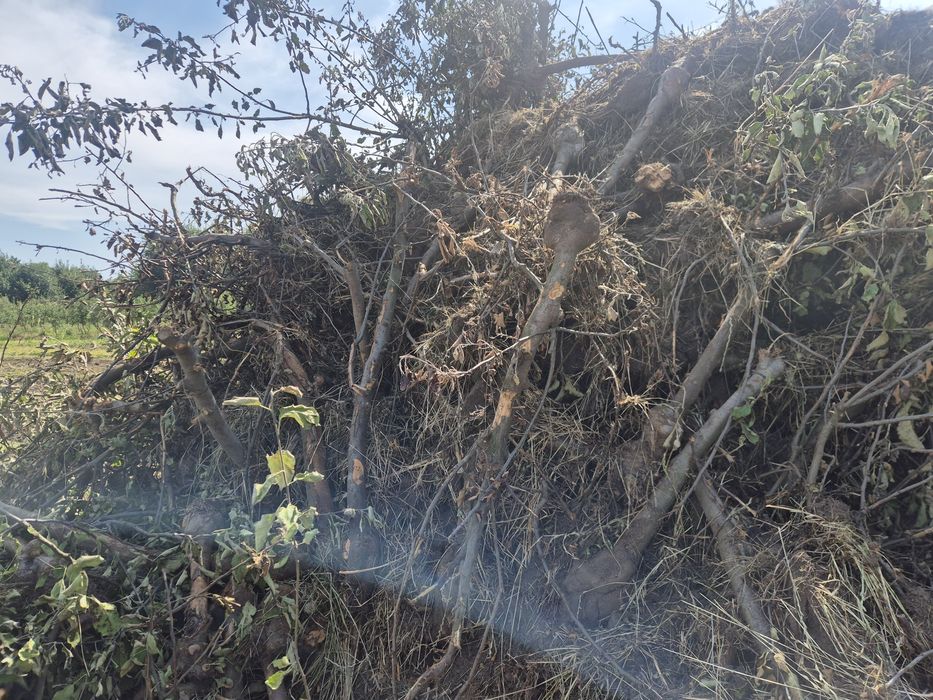 Oddam drzewo na opal.