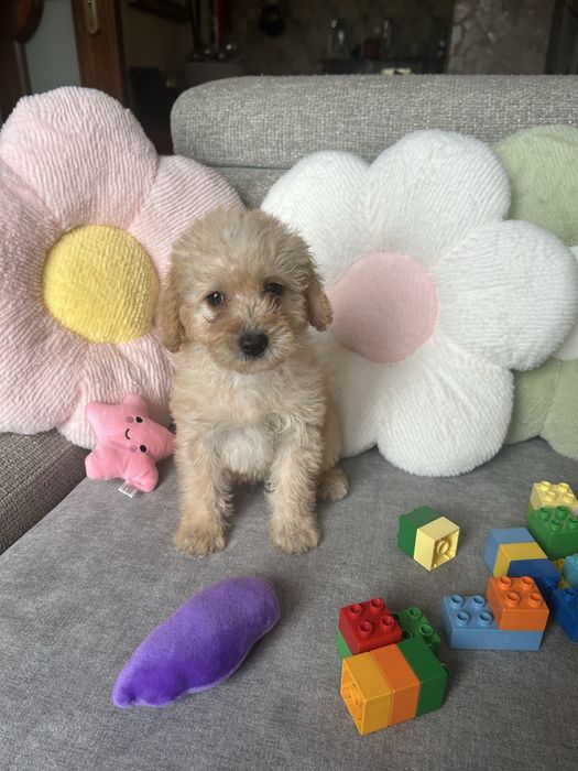MALTIPOO ładna suczka
