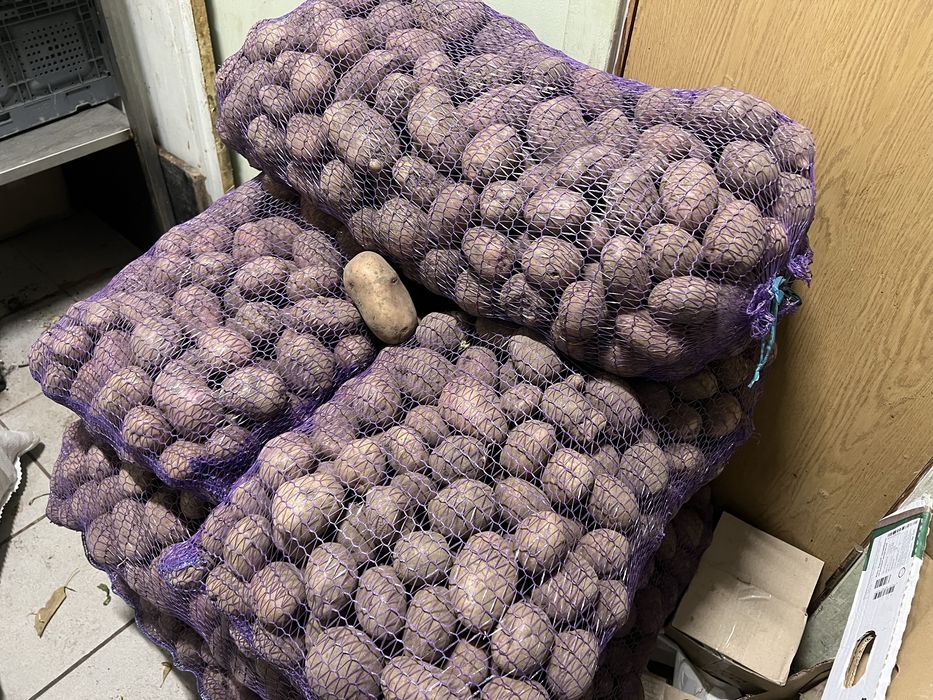 Картопля насіннєва Бела Роса