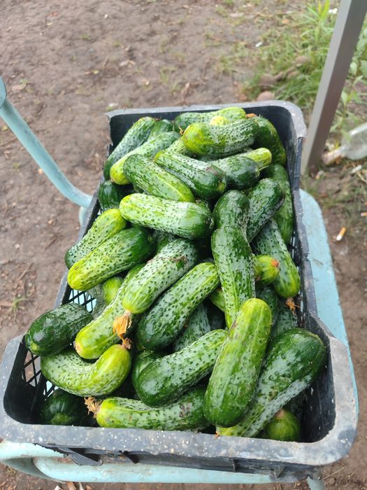 огірок тепличний на органіці