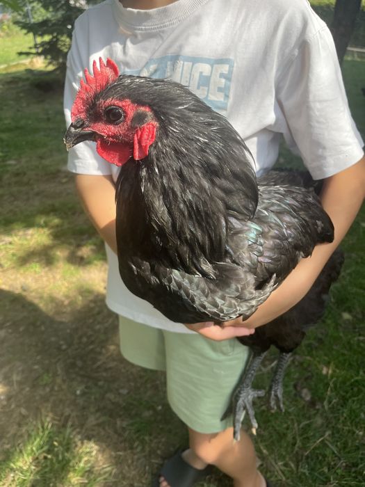 Sprzedam koguty australorp mlode