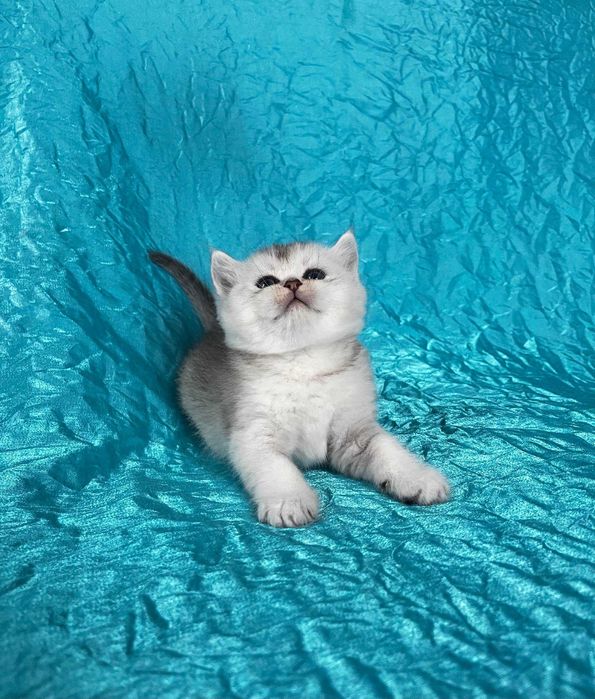 Кішечка Срібна шиншила