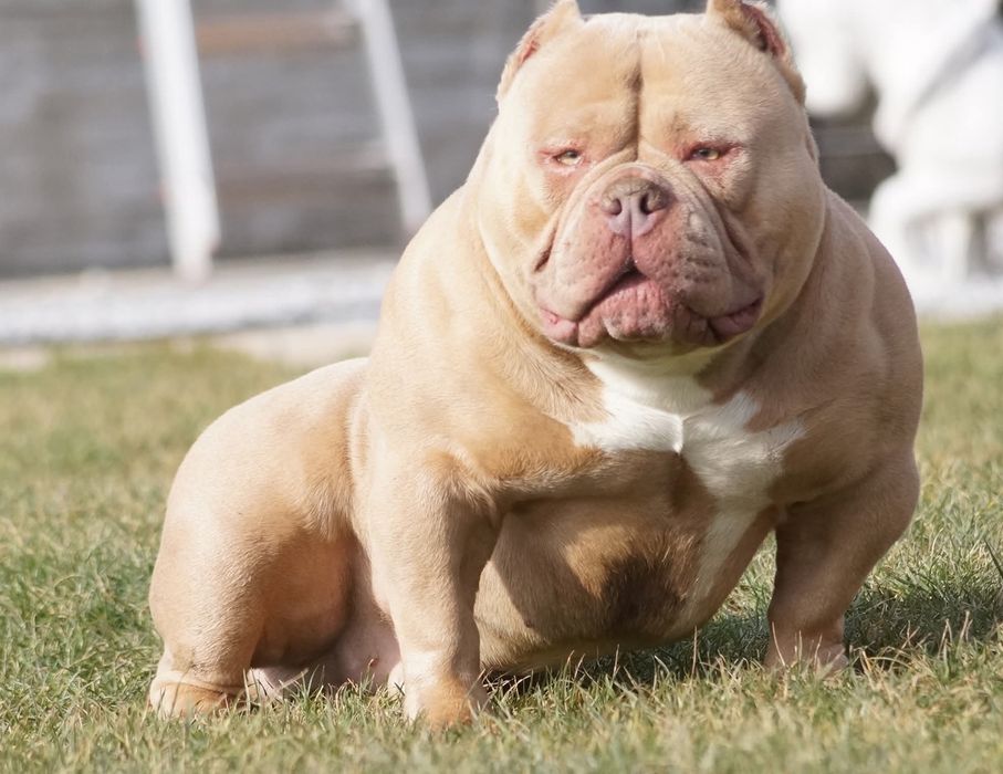 American Bully Pocket