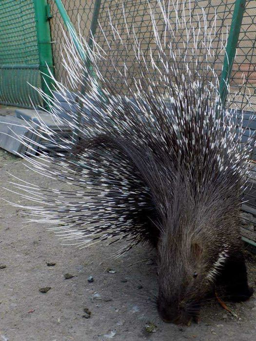 Sprzedam jeżozwierze indyjskie