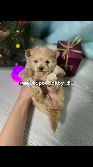 Дівчинка в гарному кольорі міні мальтіпу