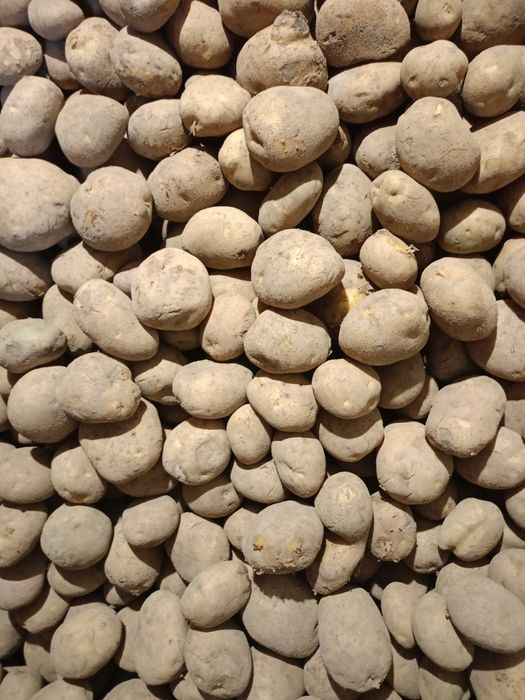 Ziemniaki różne odmiany