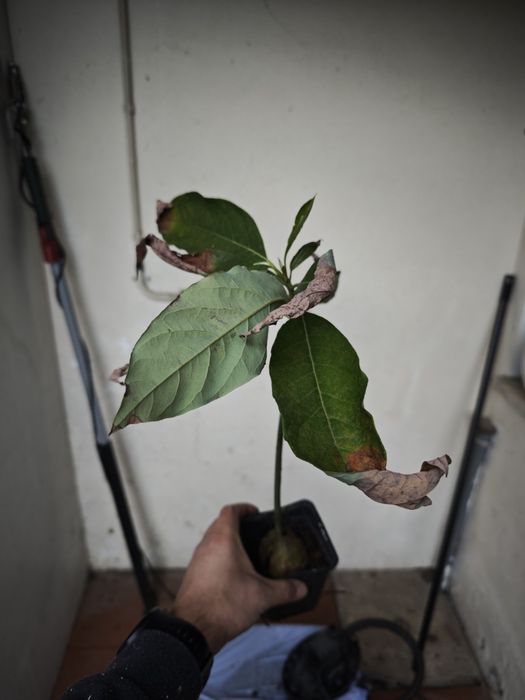 Abacateiros e pêra melão