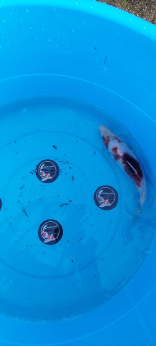 Carpas koi japonesas