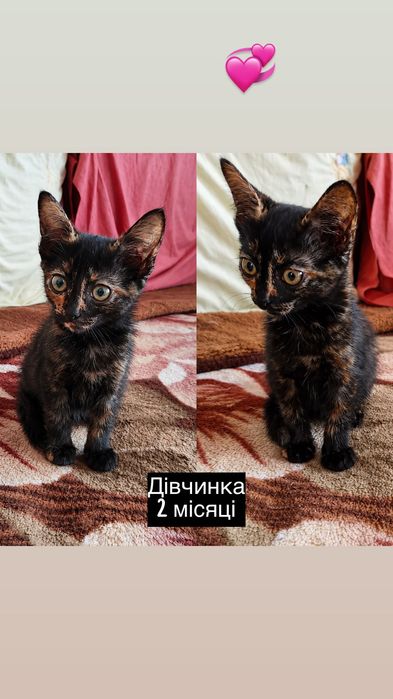 Много разных котят бесплатно