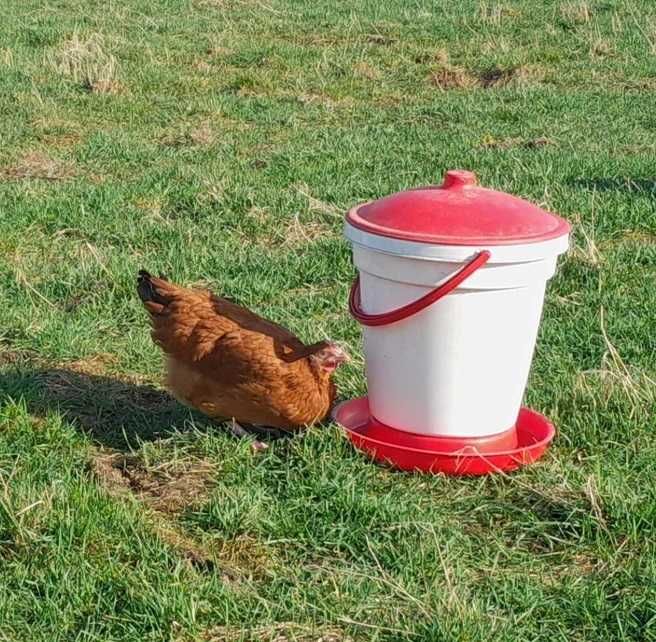 Poidło wiadrowe 24l dla drobiu automatyczne z uchwytem