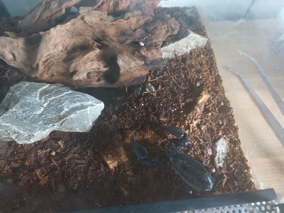 Dorosła samica heterometrus silenus skorpion