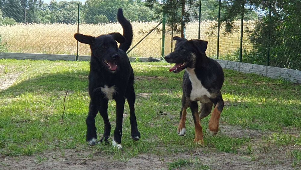 Hugo i Boss  w schronisku w lututowie aktualne