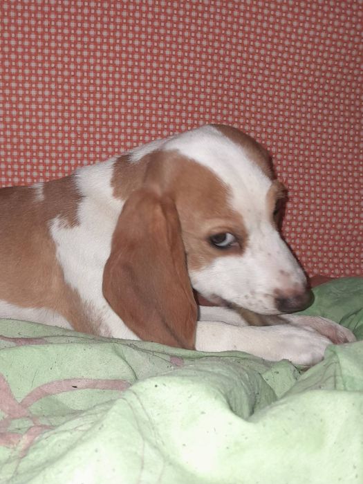 Продаются щенки бигля