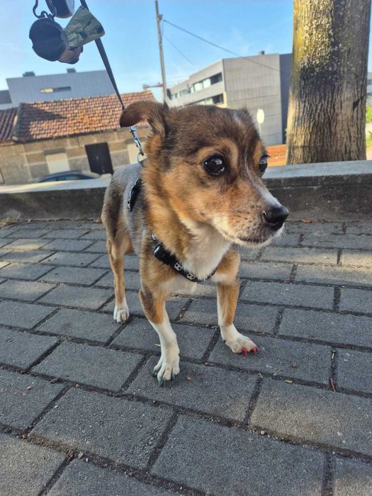 Cadela para adoção responsável — dócil e meiga (Guimarães/Braga/Amares)