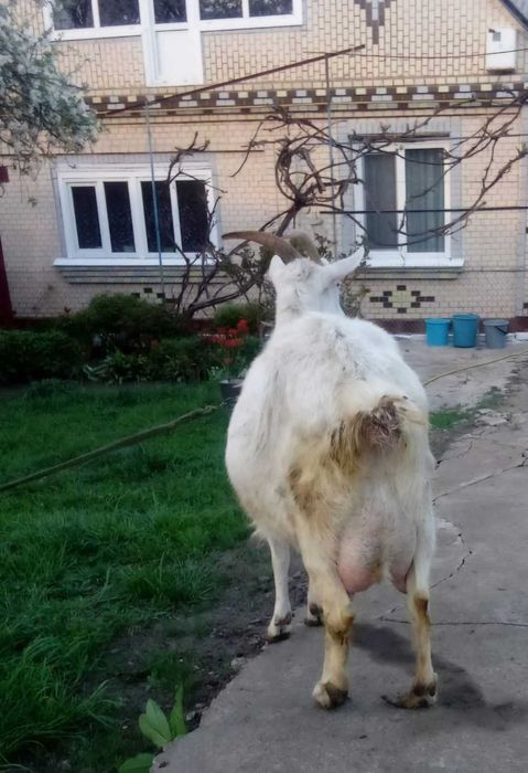 Коза високоудійна