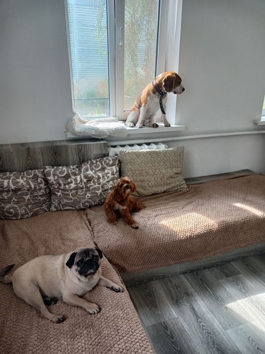 Перетримка собак до 12 кг.  Готель, догсіттер, передержка. Фото/відео