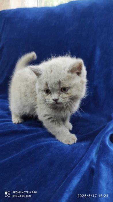 шотландские котята