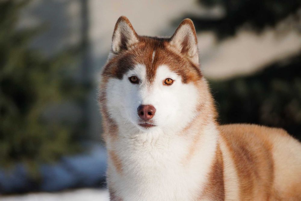Szczenię husky ZKwP FCI haski