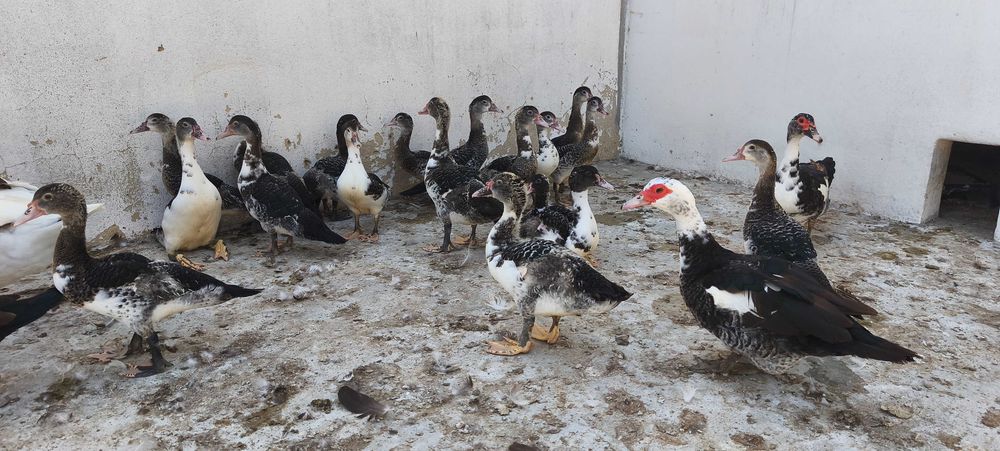 Patos mudos com 2 meses