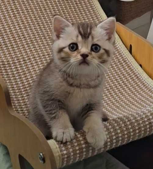 British Shorthair bicolor