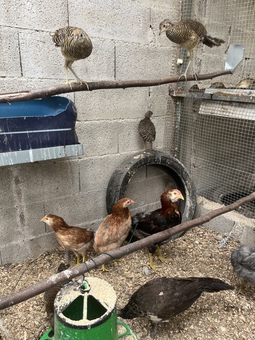 Pavoes, galinhas Araucana, faisoes dourado, lady. Aves 2026