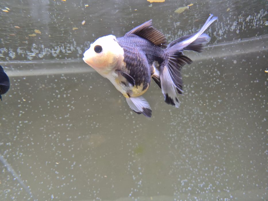Welonka Oranda Panda