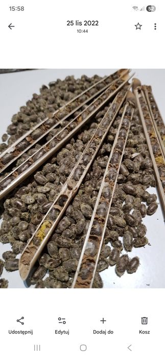 Pszczoła Murarka Kokony 1000 sztuk