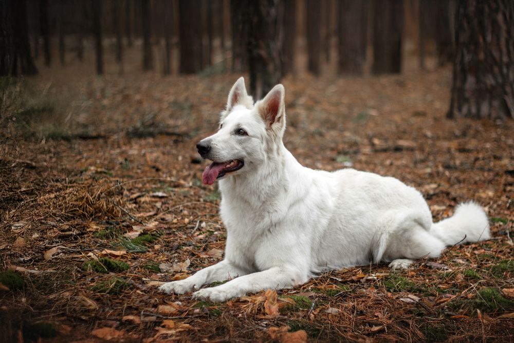 Цуценята БШВ/БШО, Біла швейцарська вівчарка/Белая Швейцарская овчарка