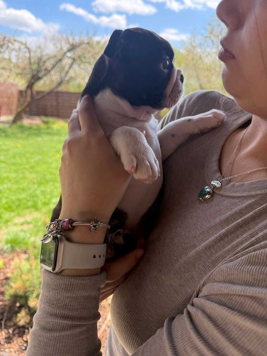 Boston Terrier szczeniak - chłopiec