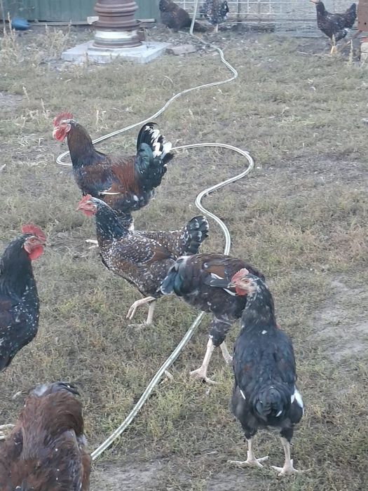 Лівенська ситцева