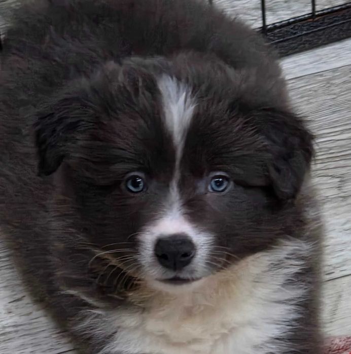 Piesek Border Collie niebiesko-biały