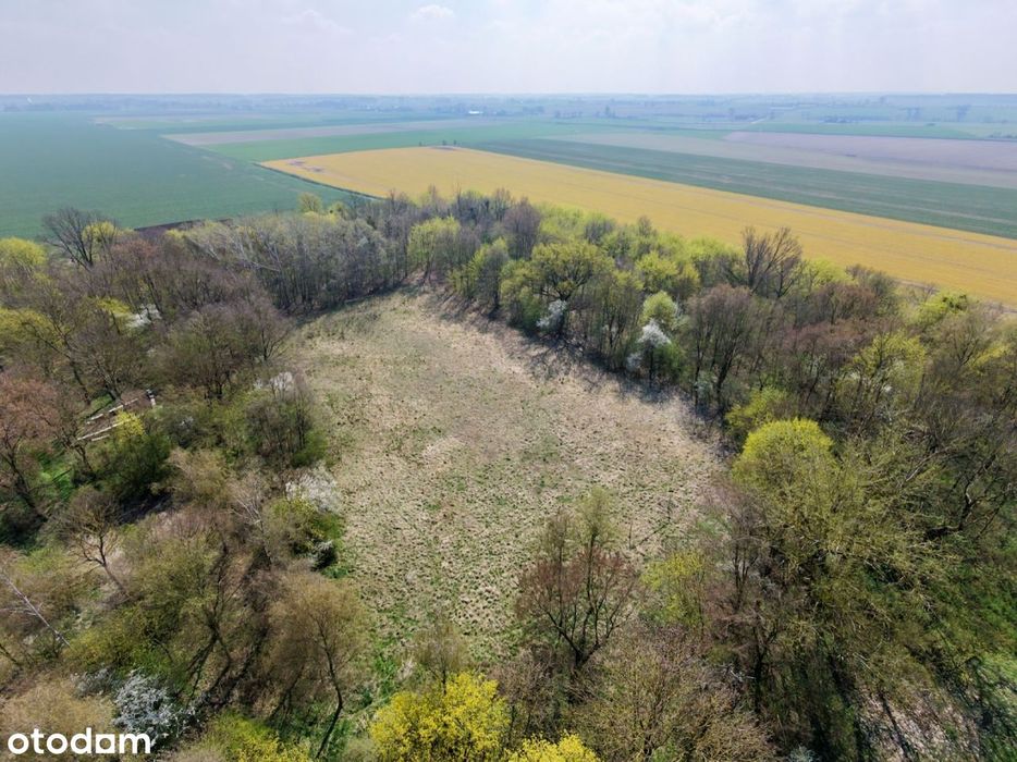 Piękna działka z lasem i stawem Pałac Dwór Otoczna
