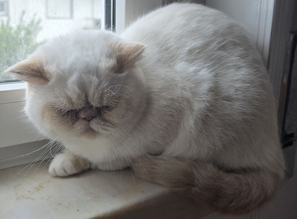 Gatinha Himalaia red point