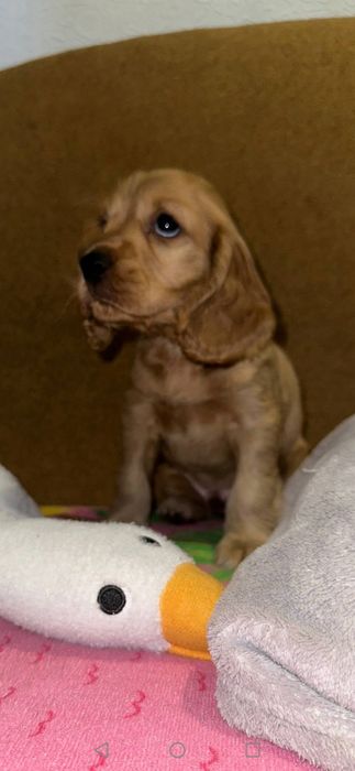 Мальчики Английского кокер спаніель