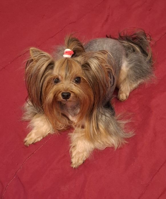Yorkshire terrier fêmea mini