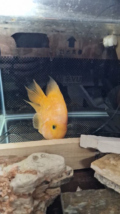 Peixe Papagaio adulto