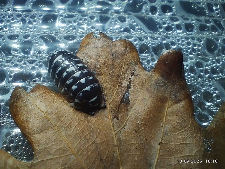 Isopody ekipa sprzątająca RZESZÓW