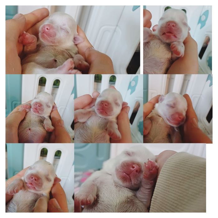 Chłopczyk Maltańczyk Mini Fci ZkwP