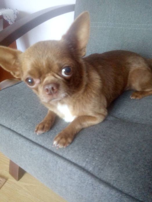 Chihuahua czekoladowy