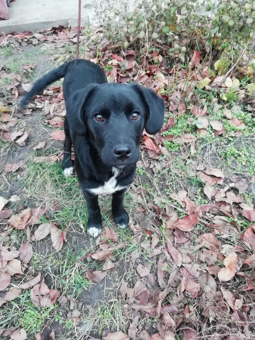 Вiддам в добрi руки cобачку