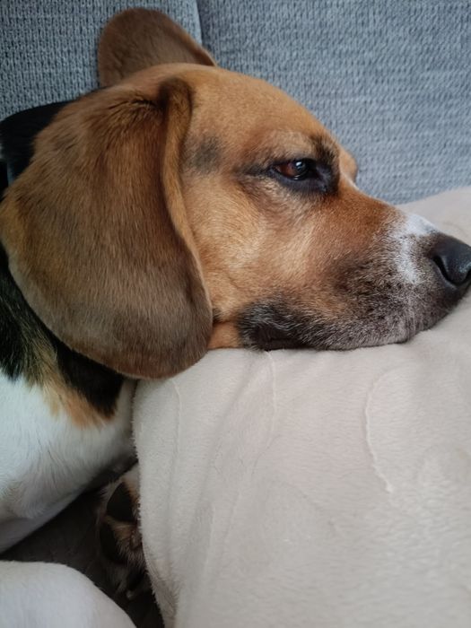 Witam oddam całkiem za darmo psa rasy Beagle
