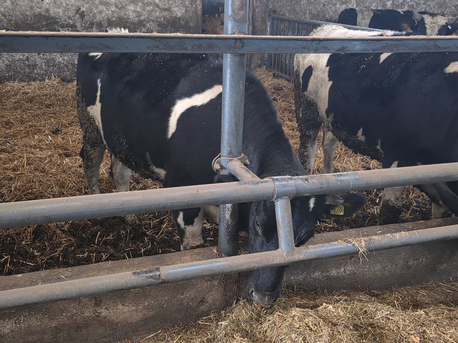 Jałowki cielne jałowice