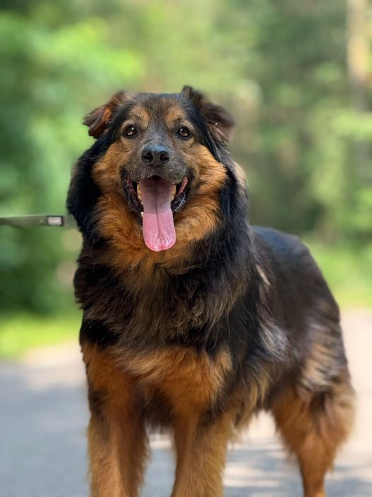 Gibson psiak do adopcji