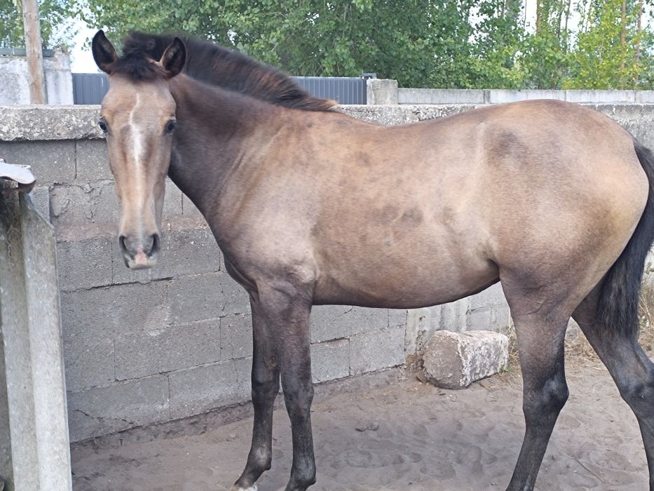 Poldra lusitana.