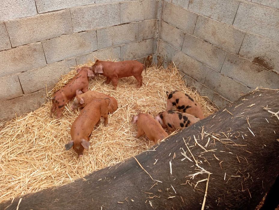 Leitões para leitões e para recria