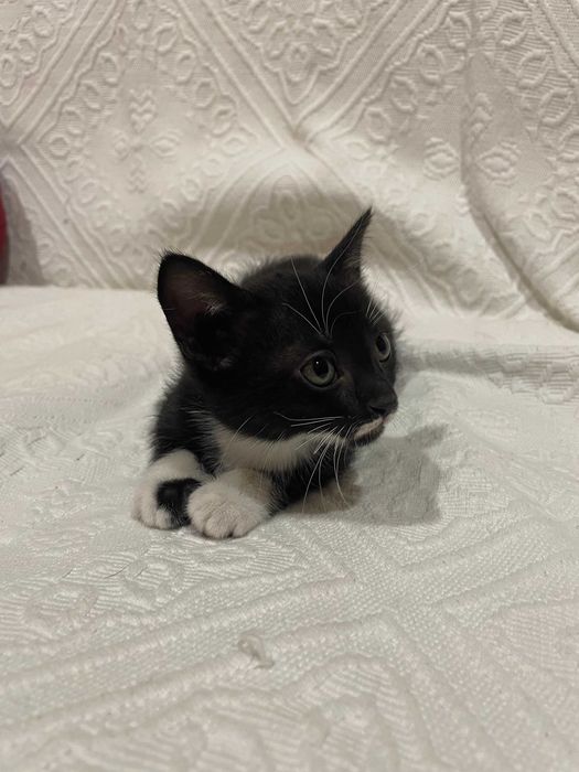 Gatinha Preta para Adoção - Quase 2 Meses