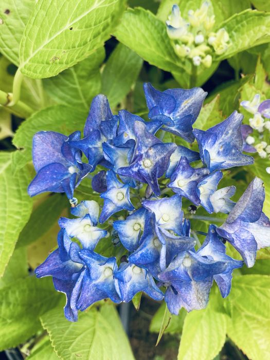 Hortensias/hidrangeas mix ja com flor64286433596929124