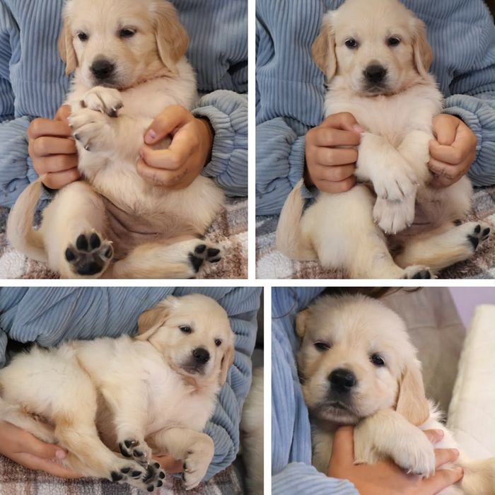 Golden retriever